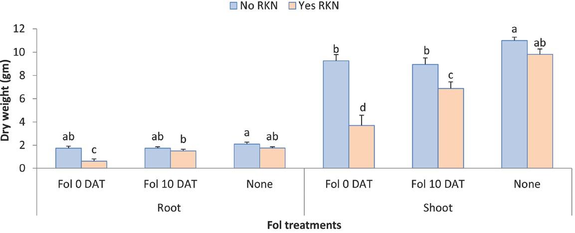 Interaction between Fol race 3 and RKN (M. javanica) on root and shoot biomass of two Tasti Lee isolines (without I-3 gene and with or without Mi gene) at 42 DAT in experiment 2. DAT, days after transplanting; 0 DAT, inoculated at planting; 10 DAT, inoculated 10 days after transplanting.