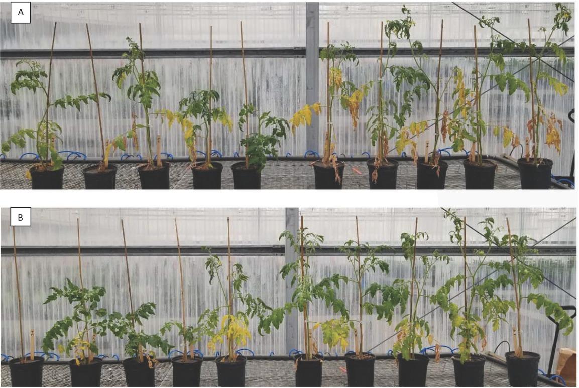 Effect of RKN and Fol and its combination on plant growth and development in tomato. (A) Tasti Lee isolines with Mi gene and (B) Tasti Lee isoline without Mi gene in experiment 2. In both pictures, five plants infected with Fol alone at right and five with Fol + M. javanica at left. Photo credit: Homan Regmi.