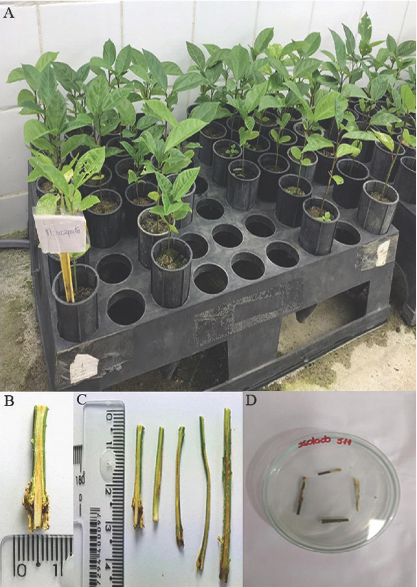 (A) Aspect of passion fruit plants in growth chamber assay to investigate fungusnematode interactions; (B) width of collar lesion caused by Fusarium nirenbergiae F022; (C) length of collar lesions caused by F. nirenbergiae F022 (two stems on the left) and Neocosmospora sp.; (D) fungus re-isolation from lesioned tissues.