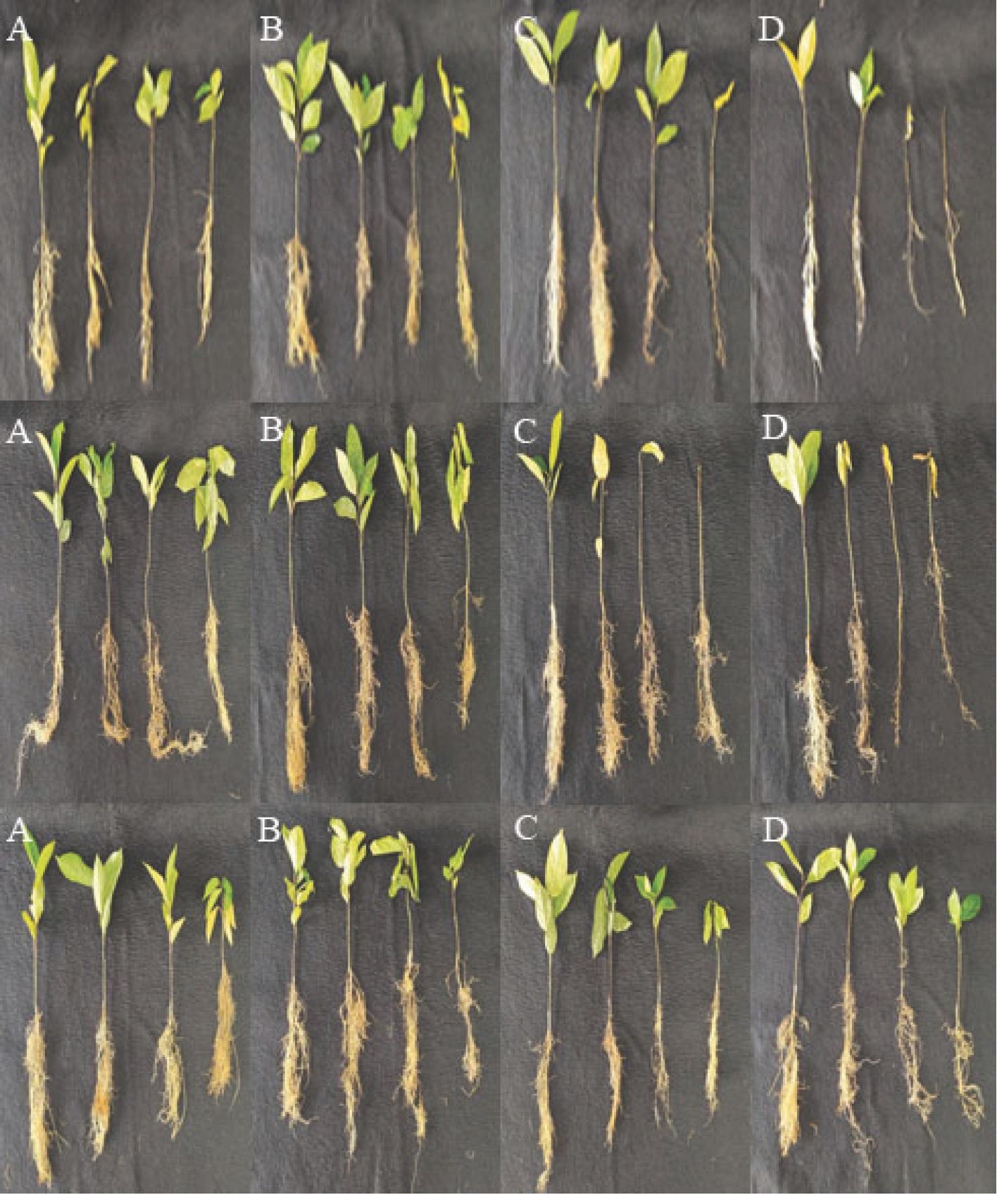 Range of symptoms observed in passion fruit plants in growth chamber assays to investigate the interactions Meloidogyne incognita-Neocosmospora sp. 311 (top row); M. incognita-Neocosmospora sp. 511 (middle row); and M. incognita-Fusarium nirenbergiae F022 (bottom row). (A) non-inoculated control; (B) parasitized by nematode only; (C) parasitized by fungus only; (D) co-parasitized by nematode and fungus.