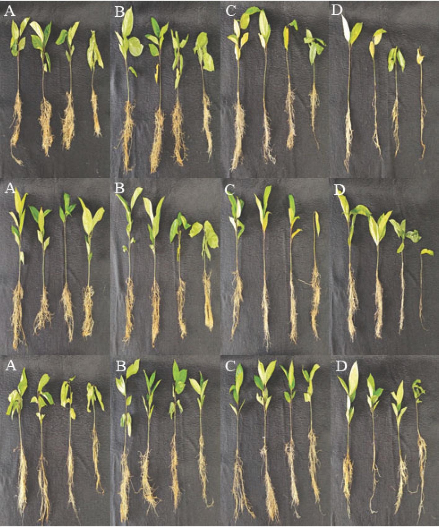 Range of symptoms observed in passion fruit plants in growth chamber assays to investigate the interactions Meloidogyne javanica-Neocosmospora sp. 311 (top row); M. javanica-Neocosmospora sp. 511 (middle row); and M. javanica-Fusarium nirenbergiae F022 (bottom row). (A) non-inoculated control; (B) parasitized by nematode only; (C) parasitized by fungus only; (D) co-parasitized by nematode and fungus.