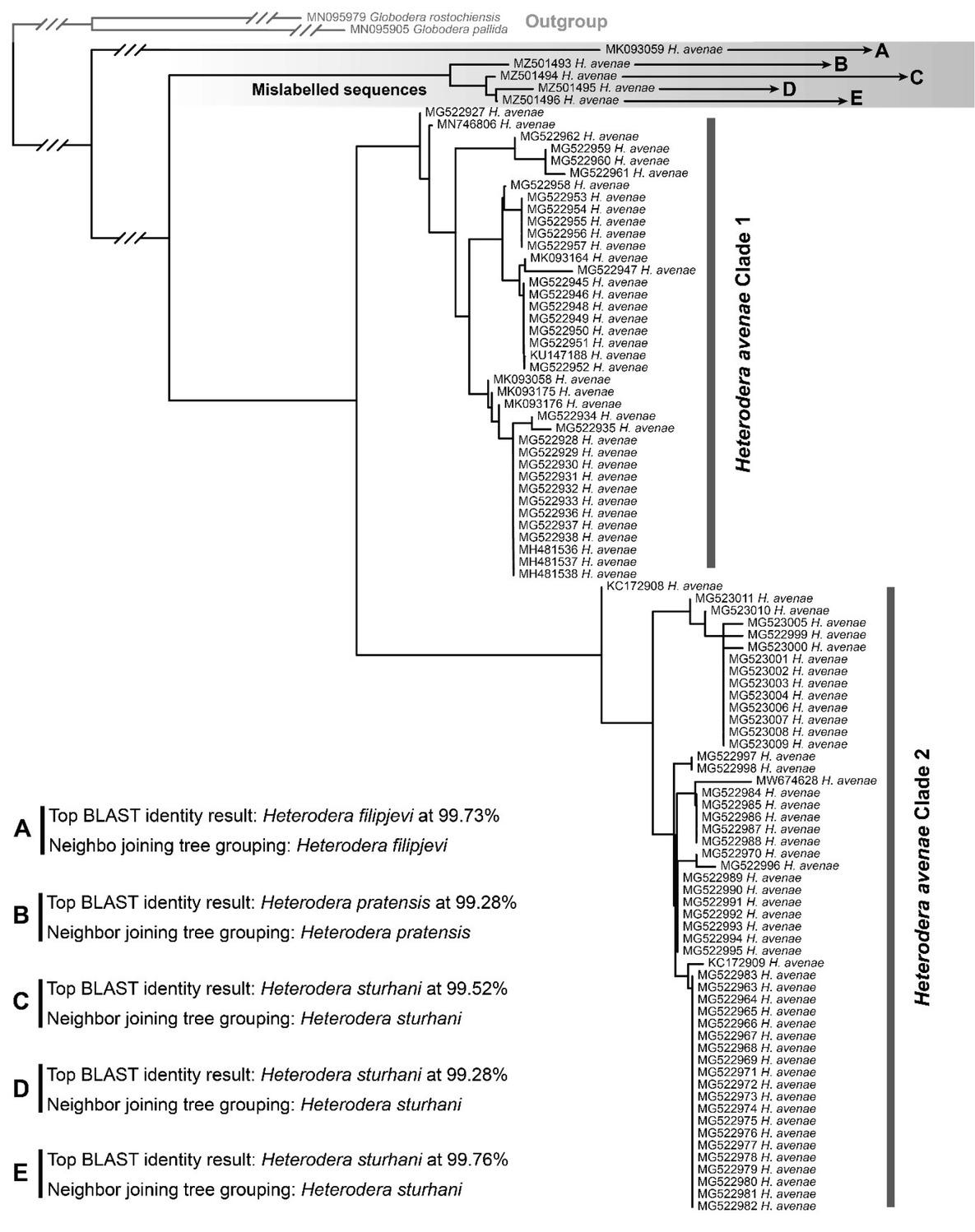 Neighbor-joining tree based on coxI sequences of Heterodera avenae from the NCBI database GenBank showing a clade of mislabeled sequences.