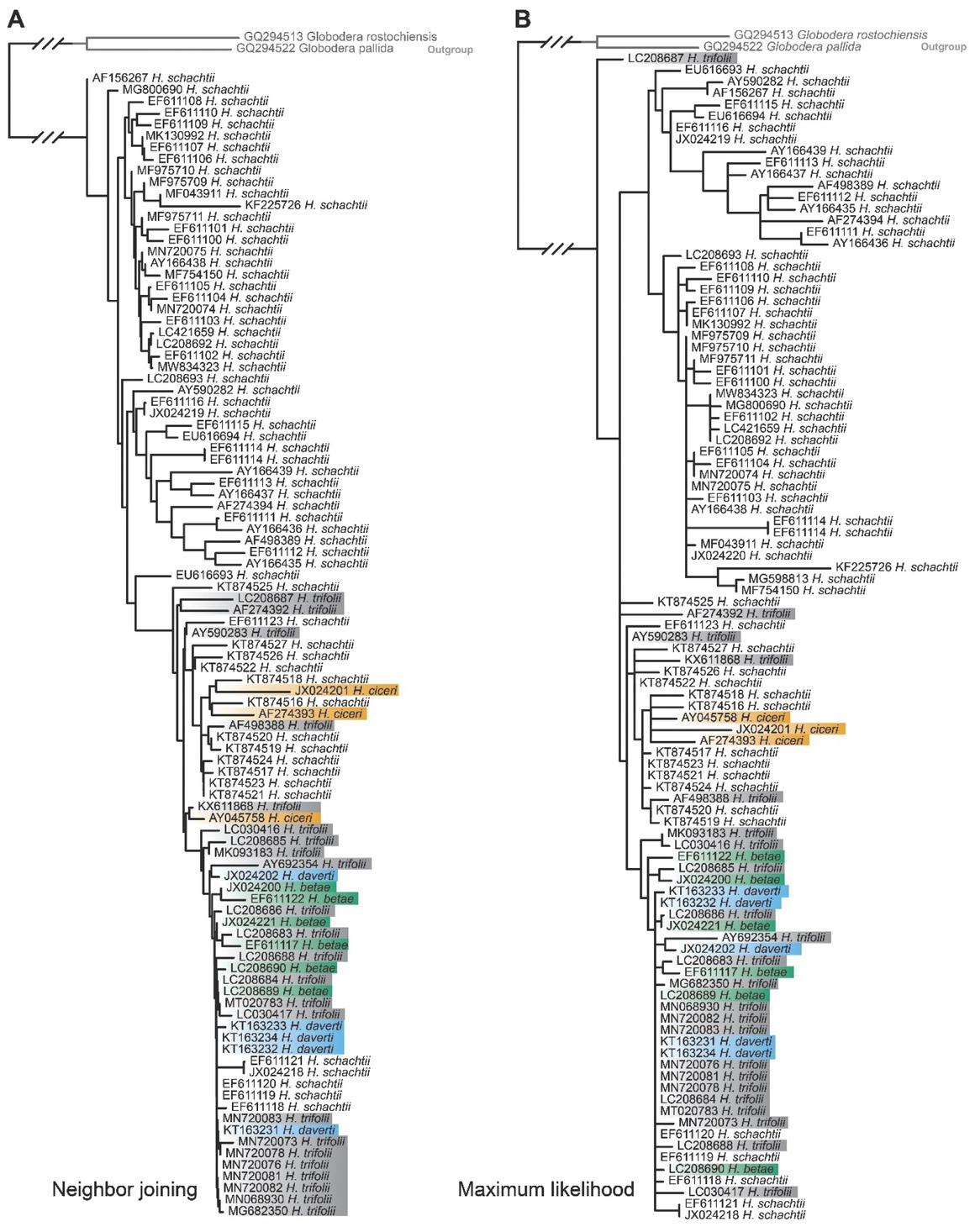 Neighbor joining (A) and maximum likelihood (B) trees derived from analyses of ITS gene sequences for the Schachtii species group showing multiple instances where species cannot be differentiated.