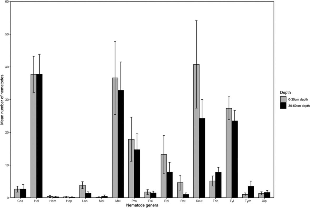 Abundance (mean ± standard error) of nematode genera in 250 g of soil from sweet potato fields in Central, Manyatta, and Nembure regions of Embu County, Kenya at 0 cm to 30 cm and 30 cm to 60 cm depths. Cos: Coslenchus; Hel: Helicotylenchus; Hem: Hemicycliophora; Hop: Hoplolaimus; Lon: Longidorus; Mal: Malenchus; Mel: Meloidogyne; Pra: Pratylenchus; Psi: Psilenchus; Rol: Rotylenchulus; Rot: Rotylenchus; Scut: Scutellonema; Tric: Trichodorus; Tyrh: Tylenchorhynchus; Tyl: Tylenchus; Xip: Xiphinema.