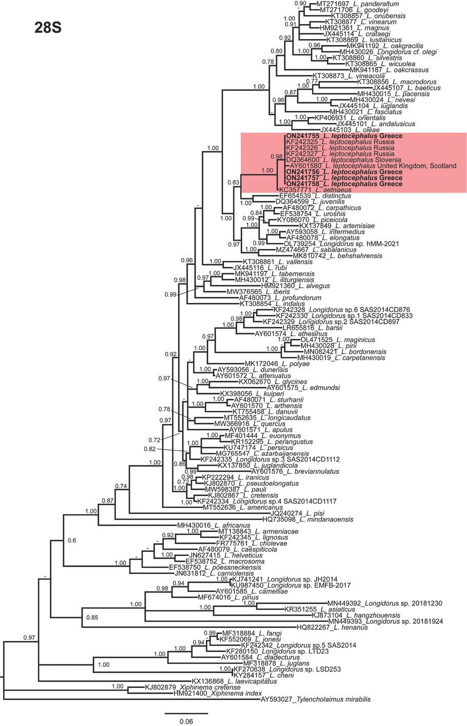 Phylogenetic relationships of Longidorus leptocephalus Hooper, 1961 within the genus Longidorus. Bayesian 50% majority rule consensus tree as inferred from D2 and D3 expansion domains of 28S rDNA sequence alignment under the general time-reversible model of sequence evolution with correction for invariable sites and a gamma-shaped distribution (GTR + I + G). Posterior probabilities more than 0.70 are given for appropriate clades. Newly obtained sequences in this study are shown in bold. Scale bar = expected changes per site. PP. posterior probabilities.