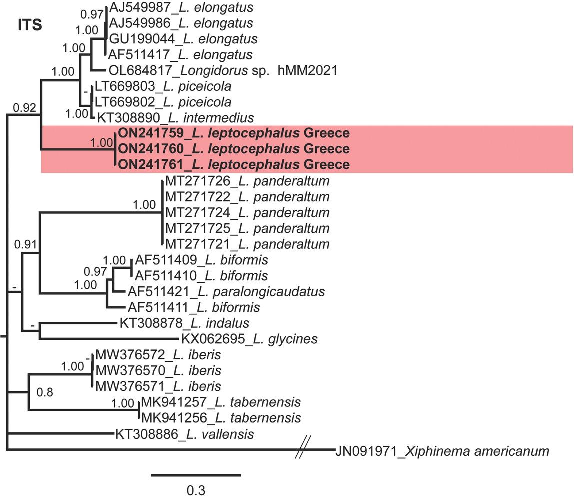 Phylogenetic relationships of Longidorus leptocephalus Hooper, 1961 from Greece within the genus Longidorus. Bayesian 50% majority rule consensus tree as inferred from ITS1 rDNA sequence alignment under the general time-reversible model of sequence evolution and a gamma-shaped distribution (GTR + G). Posterior probabilities more than 0.70 are given for appropriate clades. Newly obtained sequences in this study are shown in bold. Scale bar = expected changes per site. PP, posterior probabilities.