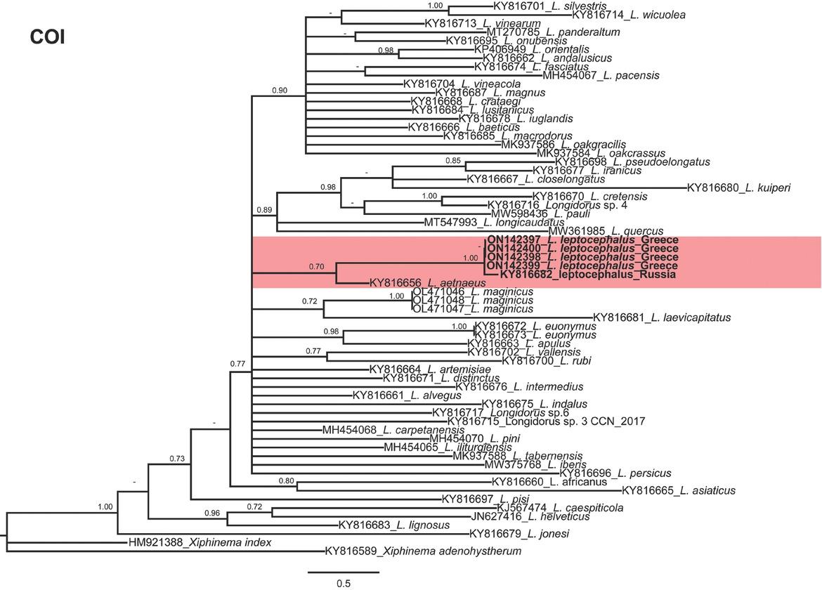 Phylogenetic relationships of Longidorus leptocephalus Hooper, 1961 from Greece within the genus Longidorus. Bayesian 50% majority-rule consensus trees as inferred from cytochrome c oxidase subunit I (COI mtDNA gene) sequence alignments under the TIM1 + G model. Posterior probabilities more than 0.70 are given for appropriate clades. Newly obtained sequences in this study are in bold letters. PP, posterior probabilities.