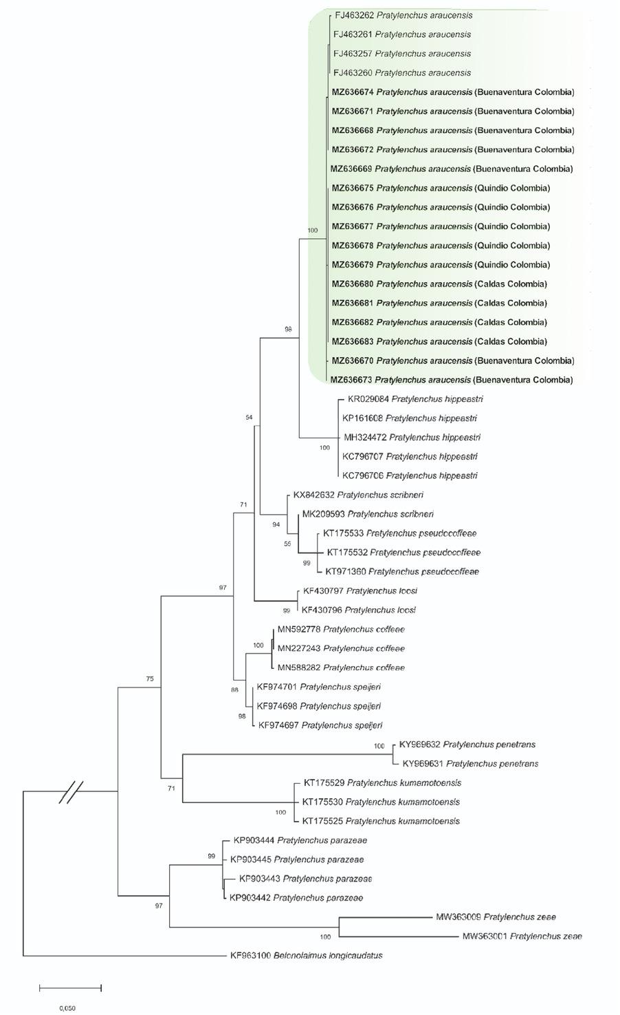 Phylogenetic tree obtained by maximum likelihood of the D2–D3 (LSU) partial region of species of the genus Pratylenchus. The isolates corresponding to this work are marked in bold. The numbers above nodes indicate bootstrap values >70%. LSU, large subunit.