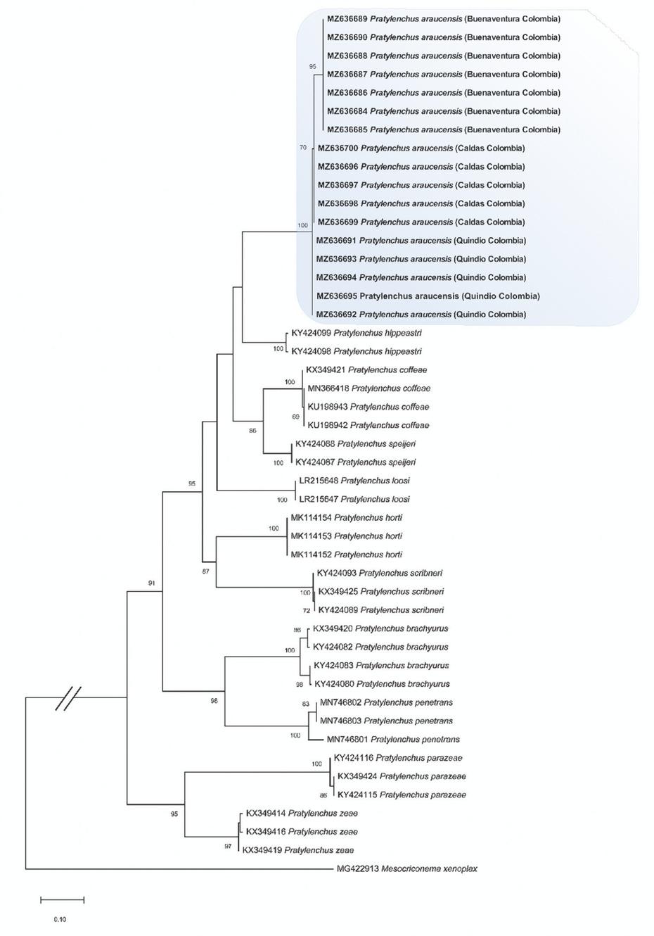 Phylogenetic tree obtained by maximum likelihood of the COI partial region of species of the genus Pratylenchus. The isolates corresponding to this work are marked in bold. The numbers above nodes indicate bootstrap values >70%.