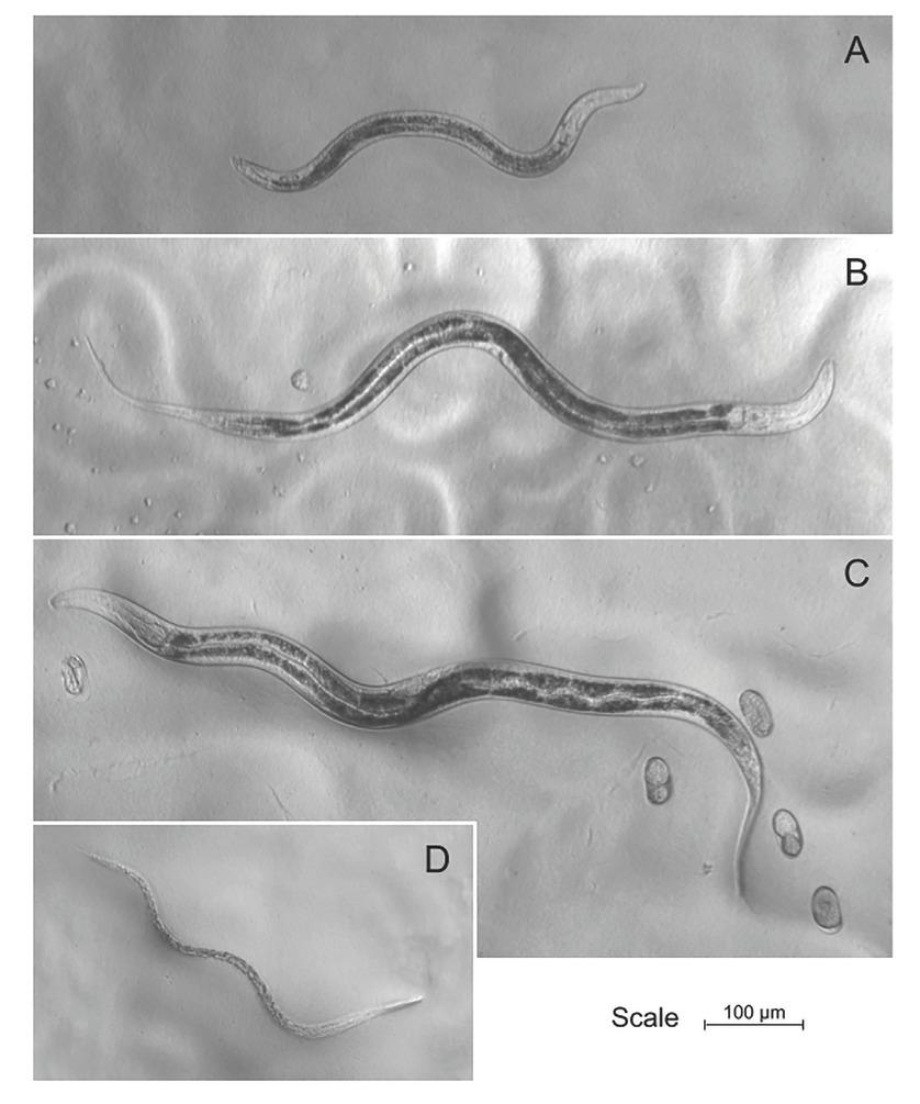 Pictures of a (A) male, (B) female, and (C) hermaphrodite of Auanema melissensis on day 1 of adulthood (100× magnification). A dauer larva (D), fated to develop as a hermaphrodite, is depicted at a magnification of 112×.