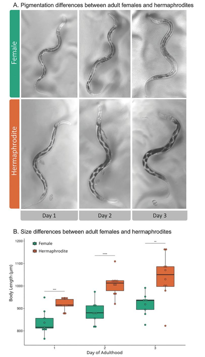 Differences between females and hermaphrodites during the first three days of adulthood. (A) Representative example of the size and pigmentation differences between A. melissensis females and hermaphrodites over the first 3 d of adulthood (100× magnification). The scale bar is the same for all images. (B) Hermaphrodites’ body length is longer than that of females during the first three days of adulthood (repeated measures ANOVA F(1, 8) = 26.580, P < 0.05). As the worms aged, they also became longer (repeated measures ANOVA F(2, 16) = 19.151, P < 0.05).