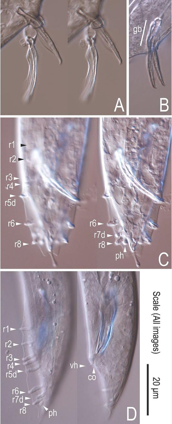 Male tail characters of A. melissensis. Micrographs (A) and (B) show the spicules. Male tail in ventral (C) and lateral (D) orientation. “ph” = Phasmid, “CO” = cloaca, “gb” = gubernaculum, “vh” = ventral hook. Genital papillae/rays are designated by arrowheads and named r1-r8.
