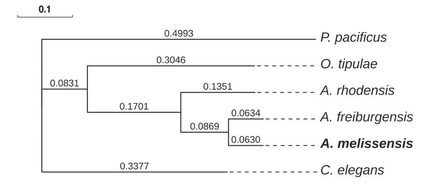 Phylogenetic position of A. melissensis. Single-copy BUSCO orthologs (2071) were used to build a concatenated alignment, which was subsequently used to construct the phylogenetic tree. The supermatrix alignment was 1,018,758 amino acids in length.