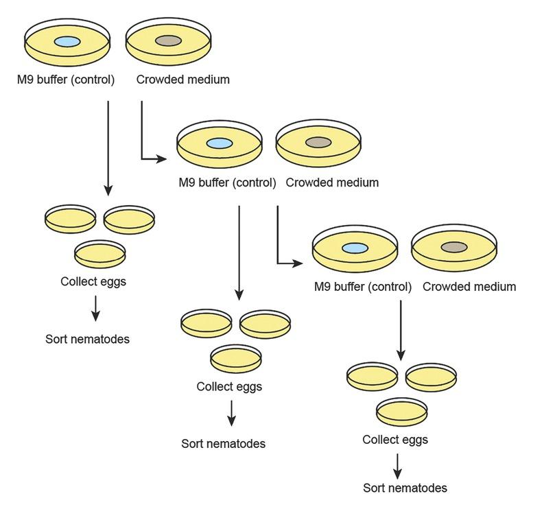 Diagram of the experimental design to test if the crowding cues experienced by hermaphrodite mothers change the sex ratios of the F1 generation. Dauer larvae were isolated onto five 6 cm plates under each condition (control and crowded) and left to mature into a hermaphrodite. F1 eggs were then collected and placed individually onto non-treated 3.5 cm plates. Egg collection occurred >3 d and hermaphrodite mothers were moved to new plates (of their original condition) each day. Eggs were allowed to develop until adulthood and sexed.
