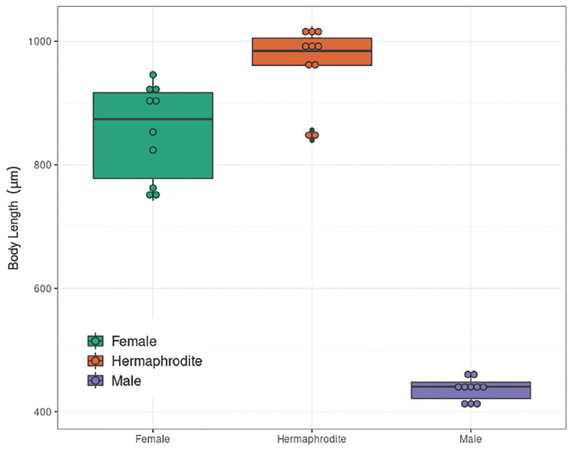 Whole body length of males (n = 10), females (n = 10) and hermaphrodites (n = 10).