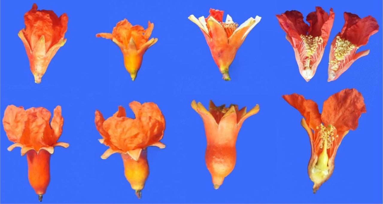 Two major types of flowers in pomegranate: the V-shape, functionally male flowers (top), and the U-shape hermaphrodite flowers (bottom); the male flowers shed few days after full bloom, while the bisexual flowers develop to pomegranate fruit following pollination and fertilization