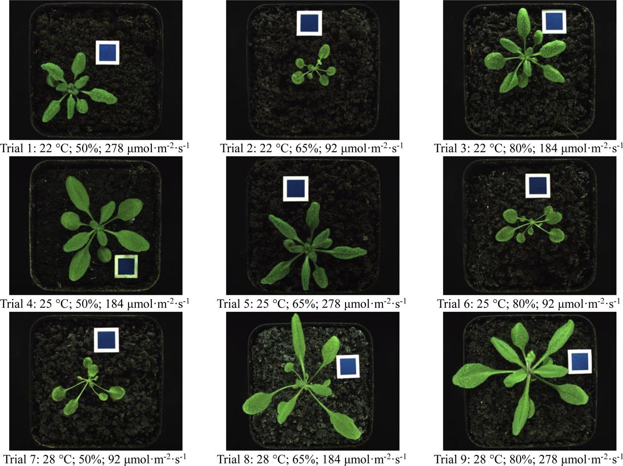 Example images of A. thaliana leaves at 20th day after emergence under various growth environments (temperature; humidity; light intensity). Note: the blue squares in each picture represent calibration plate