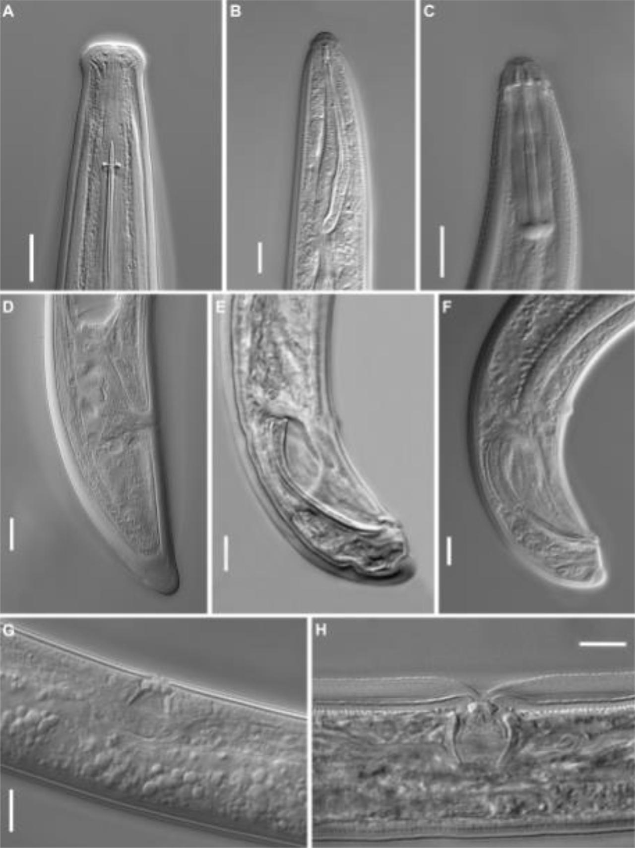 Longidorus attenuatus (A), Trichodorus sparsus (B), Rotylenchus buxophilus (C), Longidorus attenuatus (D), Trichodorus sparsus (E), Trichodorus viruliferus (F), Trichodorus viruliferus (G), Trichodorus sparsus (H); bars on each photograph represent 10 µM (photo. G. Winiszewska, A. Skwiercz)