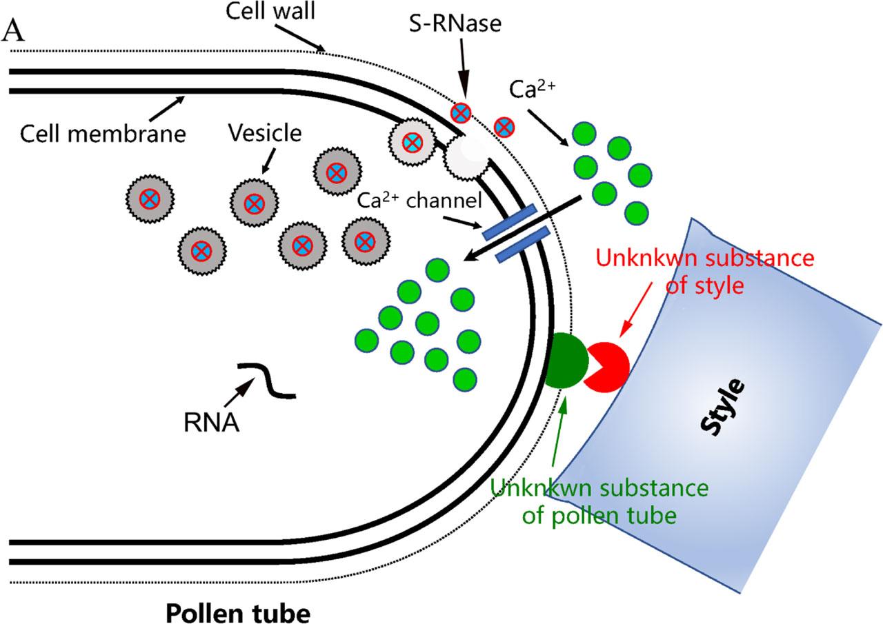 Schematic diagram of calcium ion signal transduction process in S-RNase-based gametophytic self-incompatibility response(A) When compatible pollination occurs, the Ca2+ gradient in the pollen tube is not affected and promotes the transport of the vesicles to the tip. These vesicles contain S-RNase, and when the vesicles are fused with the tip cell membrane, the S-RNase is discharged outside the pollen tube so that the RNA cannot be degraded. (B) When incompatible pollination occurs, the activity of the tip Ca2+ channel in the pollen tube is inhibited and the tip Ca2+ gradient is destroyed. When the Ca2+ gradient is disrupted, the vesicles cannot be transported to the tip and rupture within the pollen tube, releasing S-RNase, which degrades the RNA when the concentration of S-RNase accumulates in the pollen tube to a certain level