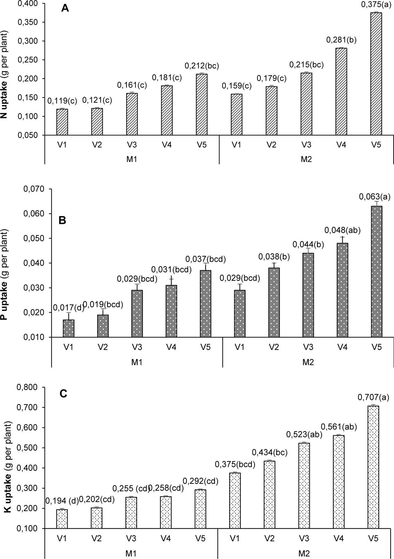Nutrient uptake (a) N, (b) P, and (c) K in green lettuce leaves at different compositions of the planting substrate M1 – growing substrate: 55% cocopeat, 15% rice husk biochar, and 30% sand, M2 – growing substrate: 55% cocopeat, 30% rice husk biochar, and 15% sand, V1–V5 – vermicompost amounts: 50, 100, 150, 200, and 250 g per pot. The means accompanied by the same letter show no significant difference in the Tukey test 5%
