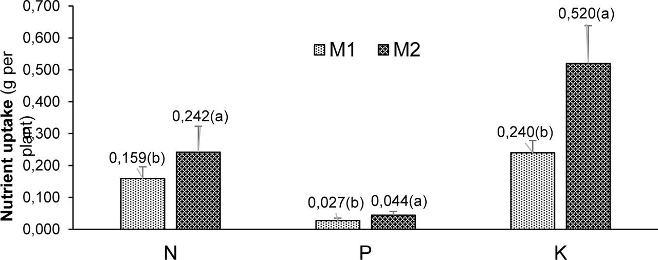 Comparison of the N, P, and K uptake in green lettuce plants grown in substrates containing different proportions of rice husk biochar 15% (M1) and 30% (M2)