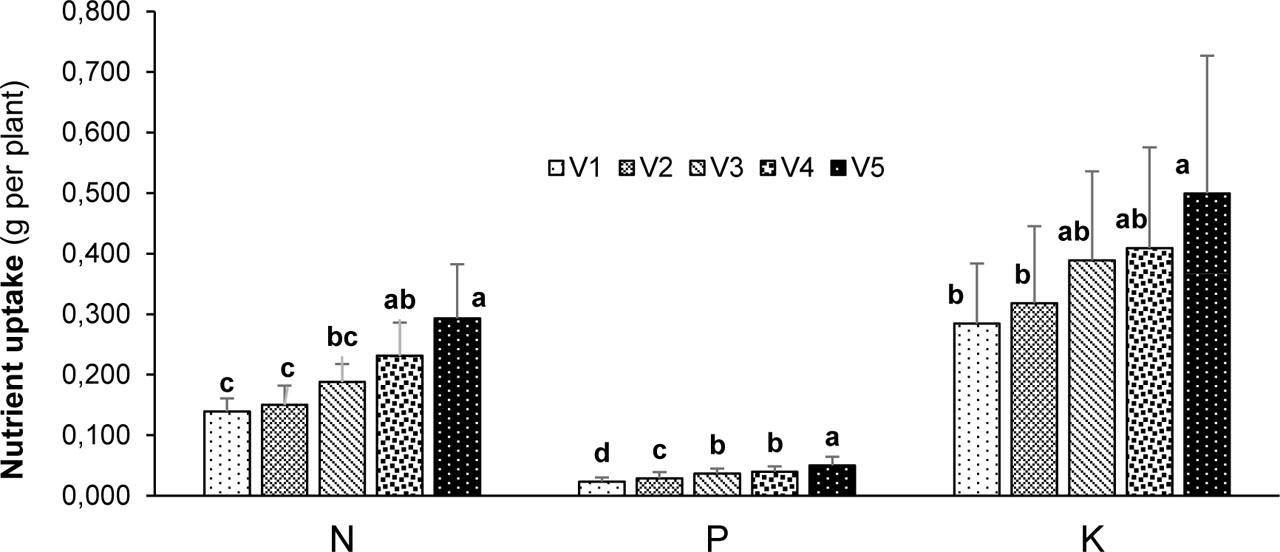 Comparison of the N, P, and K uptake in green lettuce plants grown in substrates containing different amounts of vermicompost (V1–V5: 50, 100, 150, 200, and 250 g per pot)