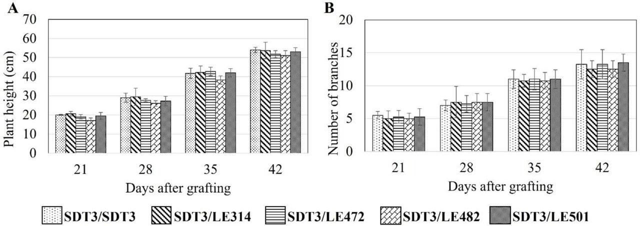 Plant height (A) and the number of branches, (B) of scion SDT3 grafted on SDT3 (self-grafted), and heterografted (SDT3/LE314, SDT3/LE472, SDT3/LE482, and SDT3/LE501)