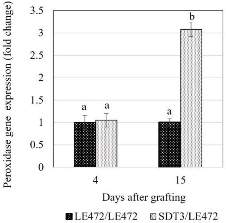 Expression level of peroxidase (Solyc02g084800.2) gene in self-grafted (LE472/LE472) and heterografted (SDT3/LE472) tomatoes at 4 and 15 DAG. The data were normalized using 18S rRNA gene to give the relative gene expression (mean ± SD), different letters above the bar are significantly different (p = 0.05), according to Tukey's test