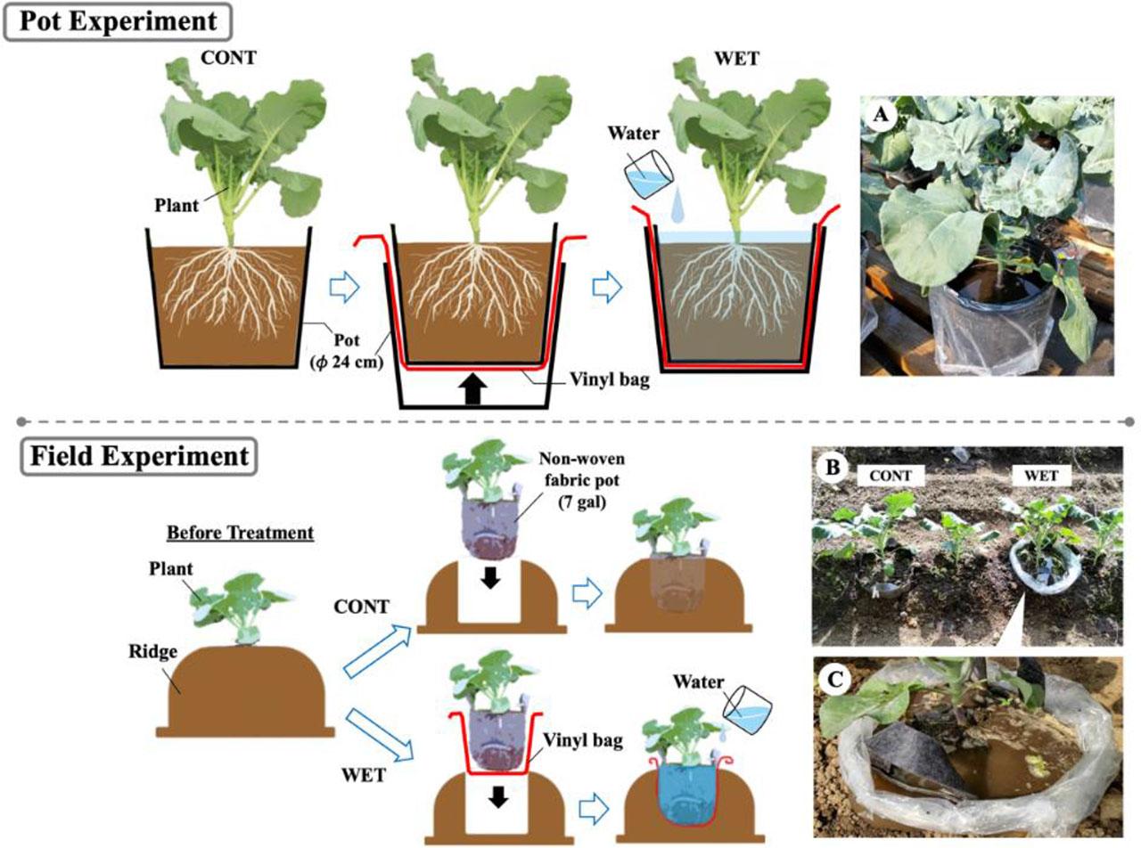 Wet treatment in the pot experiment (upper, A) and in the field experiment (lower, B and C)