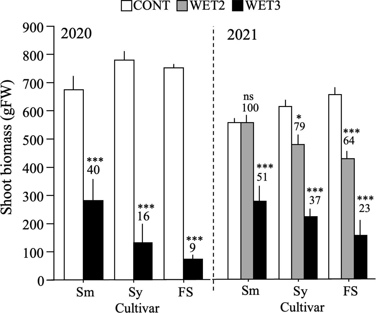 Shoot fresh weight of three broccoli cultivars at 79–80 days after sowing in the 2020 and 2021 pot experimentSm – ‘Shigemori’, Sy – ‘Sawayutaka’, FS – ‘First Star’; the asterisks (*, ***) within a cultivar indicate significant differences from CONT at the 5% and 0.1% level according to Dunnett's test (n = 5), ns – nonsignificant; vertical bars represent standard errors; the number above the standard error shows the percentage compared with CONT of the same cultivar in the same experimental year; treatment WET2 was not conducted in 2020