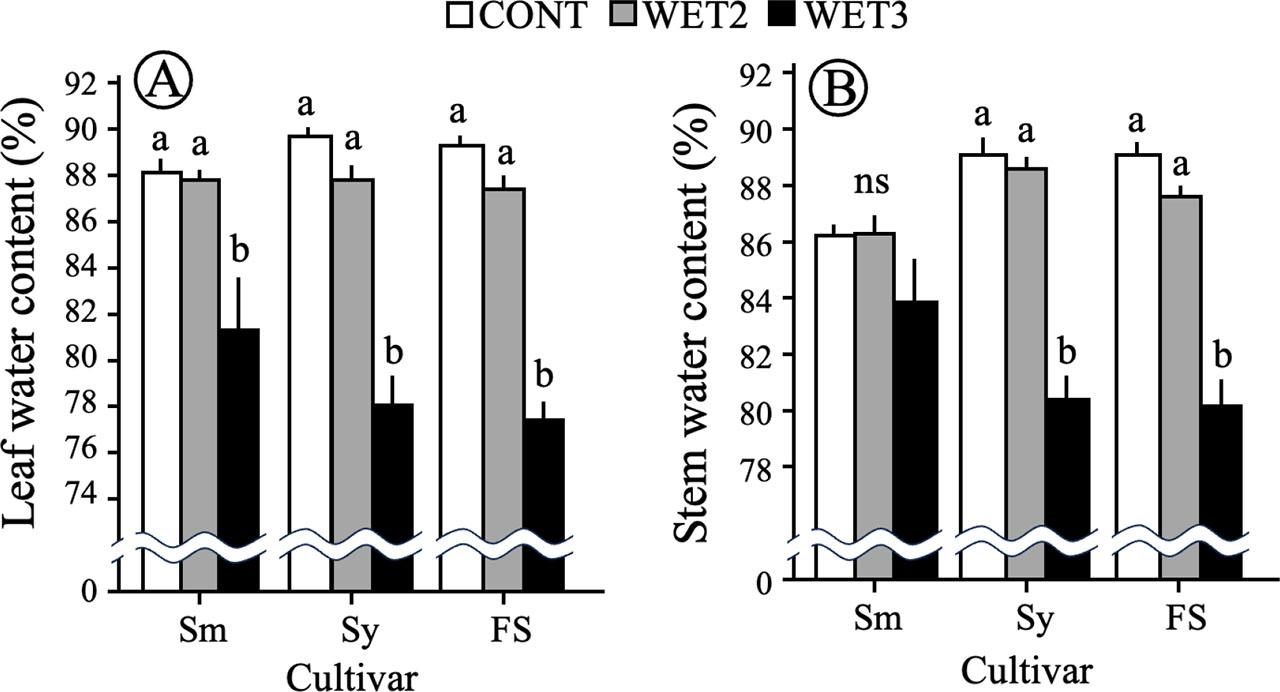 Water content of leaf (A) and stem (B) of three broccoli cultivars at 65–66 days after sowing in the 2021pot experimentSm – ‘Shigemori’, Sy – ‘Sawayutaka’, FS – ‘First Star’; different letters within the same cultivar indicate significant differences at the 5% level according to the Tukey–Kramer test (n = 5), ns – nonsignificant; vertical bars represent standard errors
