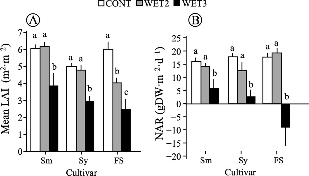 Mean leaf area index (A) and net assimilation rate (B) of 3 broccoli cultivars calculated from the dry weight measurements between the wet treatment period (65–66 days after sowing) and the later growth stage (79–80 days after sowing) in the 2021 pot experimentNote: see Figure 5