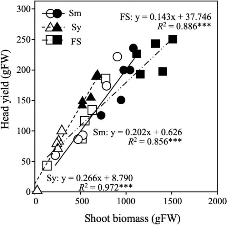 Relationships between shoot biomass and flower head yield of broccoli at the harvest stage in the 2021 field experimentSm – ‘Shigemori’, Sy – ‘Sawayutaka’, FS – ‘First Star’; closed symbols represent the control group (CONT), opened symbols represent the wet treatment group (WET); the asterisks (***) represent significance in the regression analysis at the 0.1% level using Pearson correlation coefficient