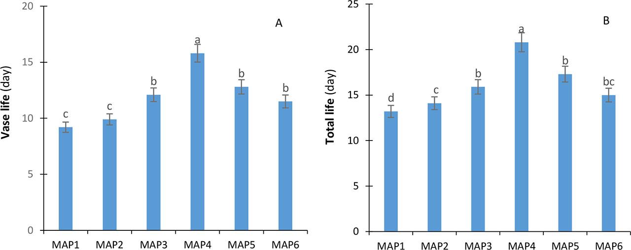 The vase life (A) and total life (B) of narcissus cut flowers under different MAP pretreatments for 6 days of storage at 2 °C and then at room temperature (20 °C)Symbols with the same letter are not significantly different (P ≤ 0.01, LSD test); Error bars represent the error deviation; MAP1 – passive-MAP, MAP2 – vacuum, MAP3 – 40% CO2 + 21% O2, MAP4 – 20% CO2 + 10% O2, MAP5 – 40% CO2 + 40% O2, and MAP6 – 0.03% CO2 + 40% O2