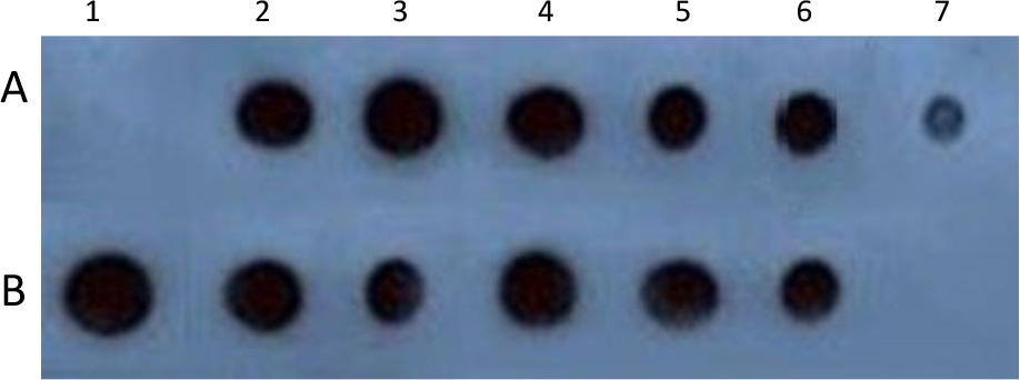 Dot-blot analysis with a PLMVd-specific digoxigenin-labeled riboprobe of RNA extracted from stone fruit treesNegative control (A1), positive control (A2), P-Vioyt (A3), A-Mord (A4), P-WB258 (A5), P-Relia (A6), P-EOra (A7), P-Inka (B1), A-Harc (B2), P-ERed (B3), P-Mayc (B4), Pl-OzPr (B5), N-Satu (B6), water (B7)