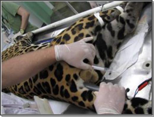 Electroejaculation in a jaguar (Panthera onca)