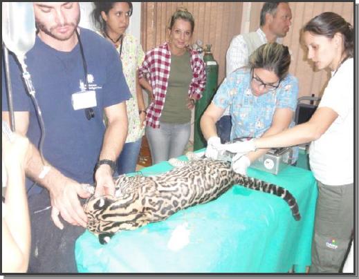 Electroejaculation in an ocelot (Leopardus pardalis)