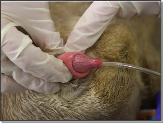 Urethral catheterisation of a lion (Panthera leo)