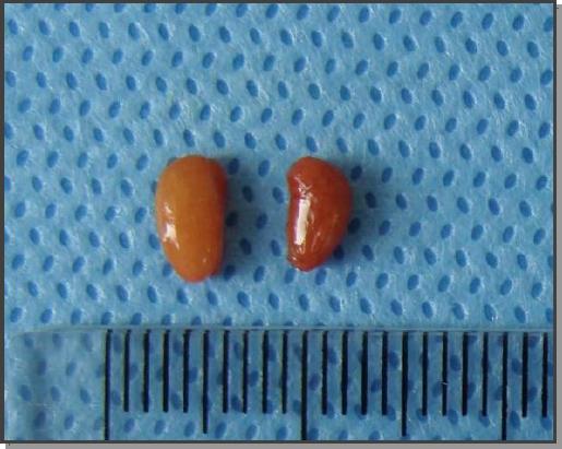 Ovaries collected post mortem from a manul (Felis manul)