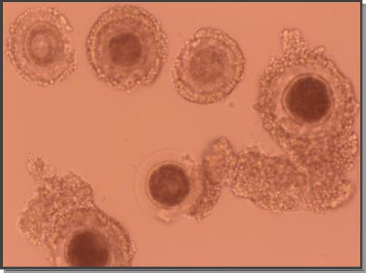 Oocytes collected post mortem from a manul (Felis manul)