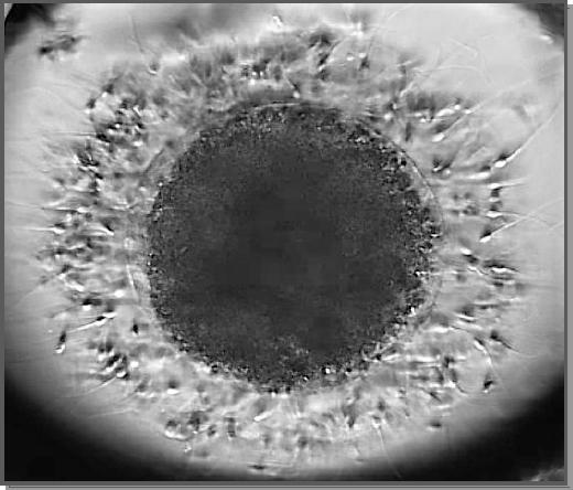 In vitro fertilisation in domestic cat