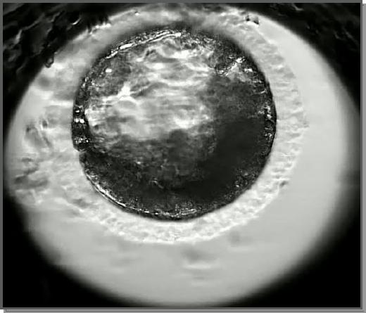 Blastocyst after IVF in domestic cat