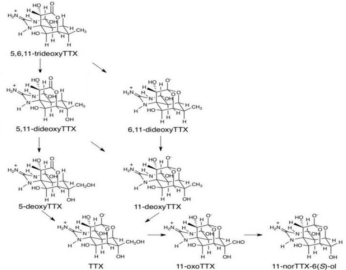 The structures of natural tetrodotoxin (TTX) analogues (64)