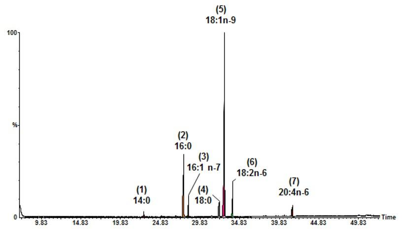 GC-MS chromatogram of the FAMEs from total lipids of kidneys (SN – sepsis normothermic group) analysed with a BPx-70 column. Peaks of fatty acids: (1) myristic (14:0); (2) palmitic (16:0); (3) palmitoleic (16:1 n–7); (4) stearic (18:0); (5) oleic (18:1 n–9); (6) linoleic (18:2 n–6); and (7) arachidonic (20:4 n–6)