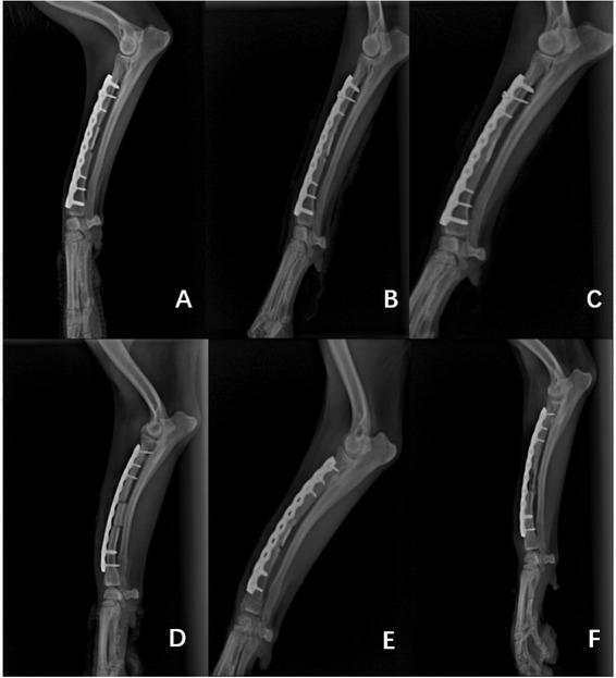 Images of canine radius 4, 8, and 12 weeks after repair of bone defect. A, B, and C are the X-ray results for group T at 4, 8, and 12 weeks after reimplantation; D, E, and F are the X-ray results for group C at the same intervals after reimplantation