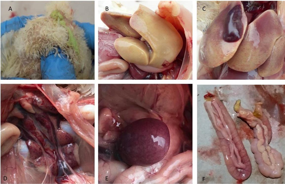 Gross lesions in eight-day-old broiler chicks. A – greenish diarrhoea; B and C – friable, enlarged, and pale yellow liver showing haematoma, miliary necrosis, and multiple petechial haemorrhages; D – swollen and haemorrhagic kidneys; E – enlarged spleen with necrotic spots; F – pale and swollen pancreases