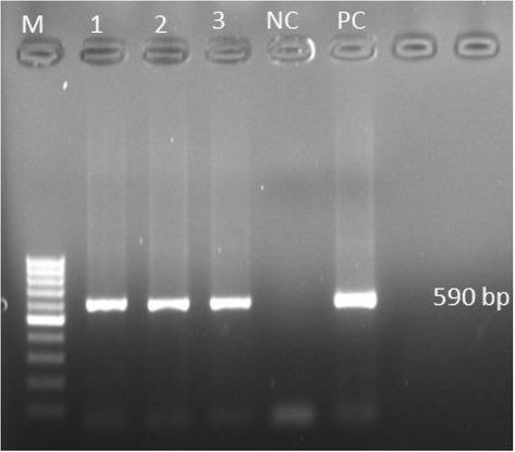 Molecular identification of inclusion body hepatitis virus (FAdV) by PCR. M – 100 bp molecular marker;, 1, 2, 3 – liver samples;, NC – negative control;, PC – positive