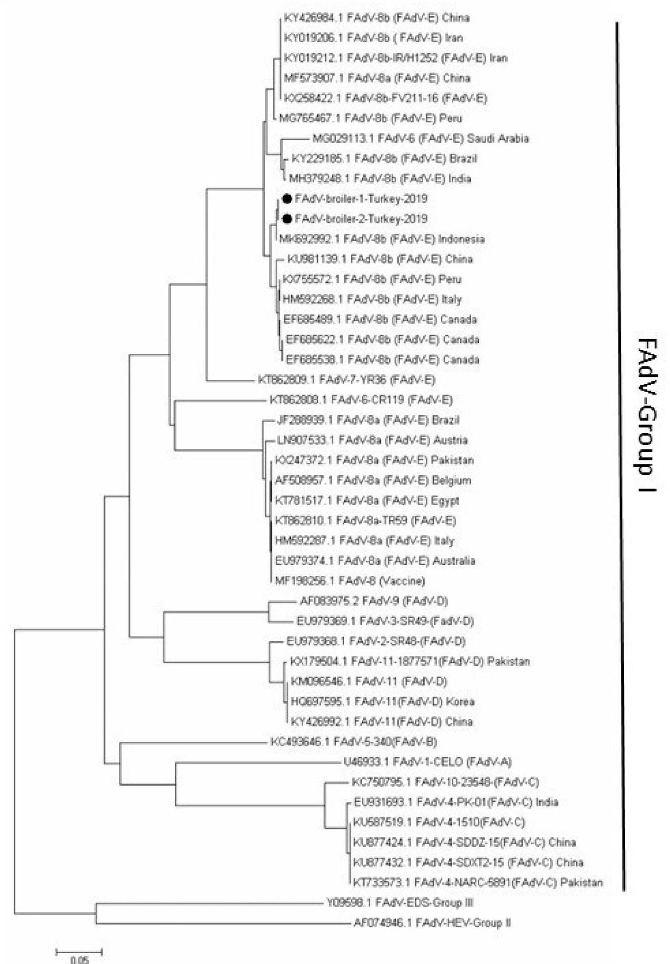 The phylogenetic relationship of hexon gene sequences of FAdV based on the neighbour-joining method. Turkish strains obtained in the present study have been highlighted with black circles