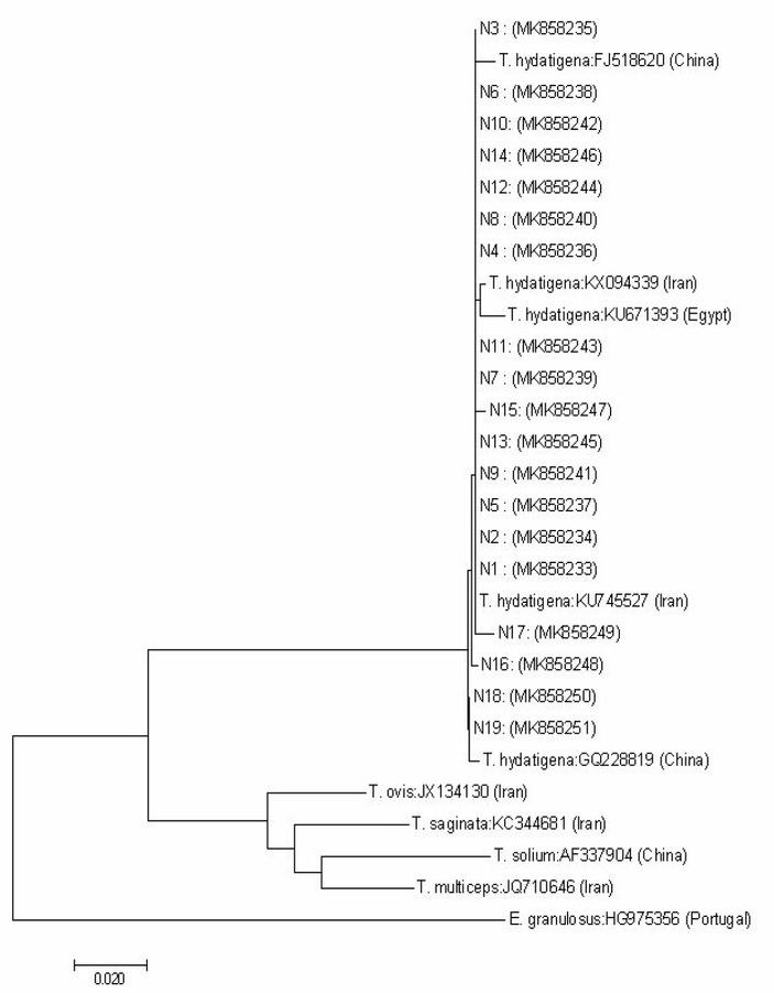 Interspecific phylogenetic relationship of C. tenuicollis. Phylogeny of T. hydatigena isolates represents partial 12S rRNA sequences. The scale bar represents the estimated numbers of nucleotide substitutions per nucleotide site