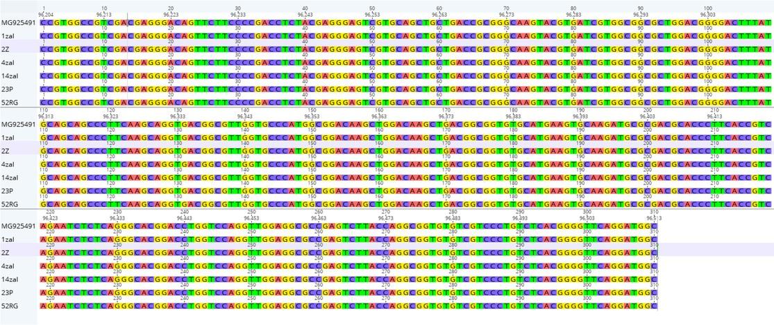 Alignment of the obtained fragments of the KHV genome with the sequence submitted to GenBank under accession no. MG925491